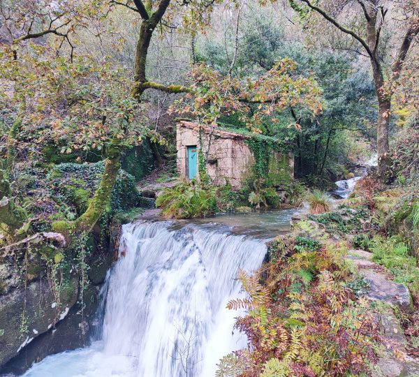 Molinos rio tripes