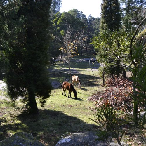 Parque Natural Monte Aloia