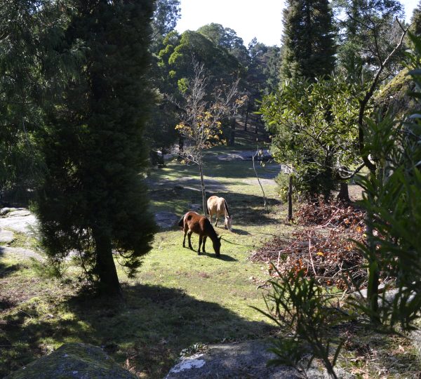 Caballos monte aloia