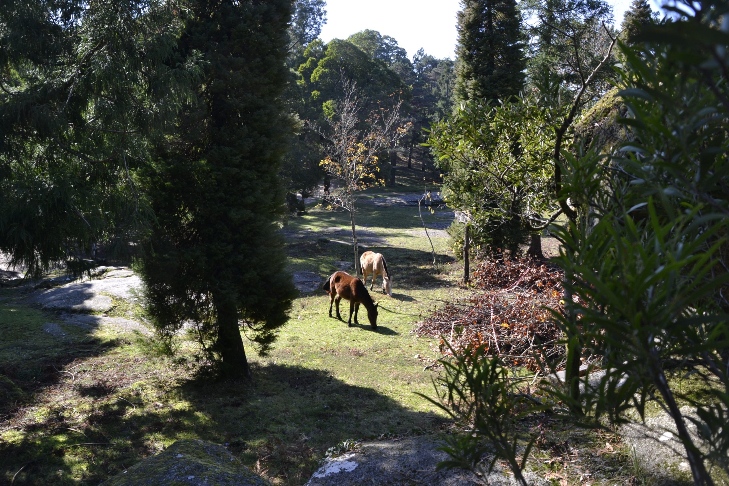 Caballos monte aloia