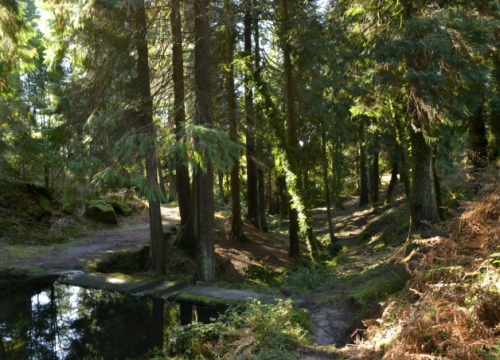 Baños de Bosque