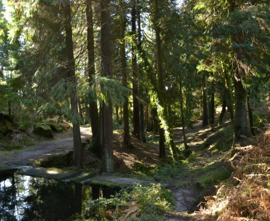 Baños de Bosque